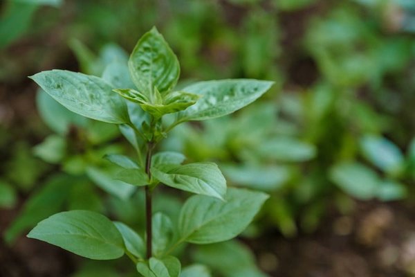 Quelles activités écologiques à faire avec les enfants ?