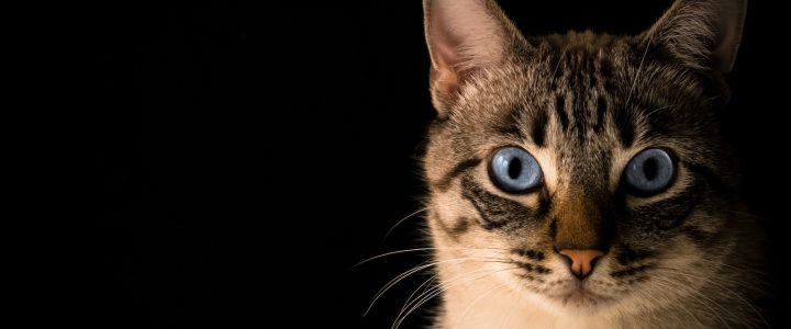 Où mettre les crottes de chat ?